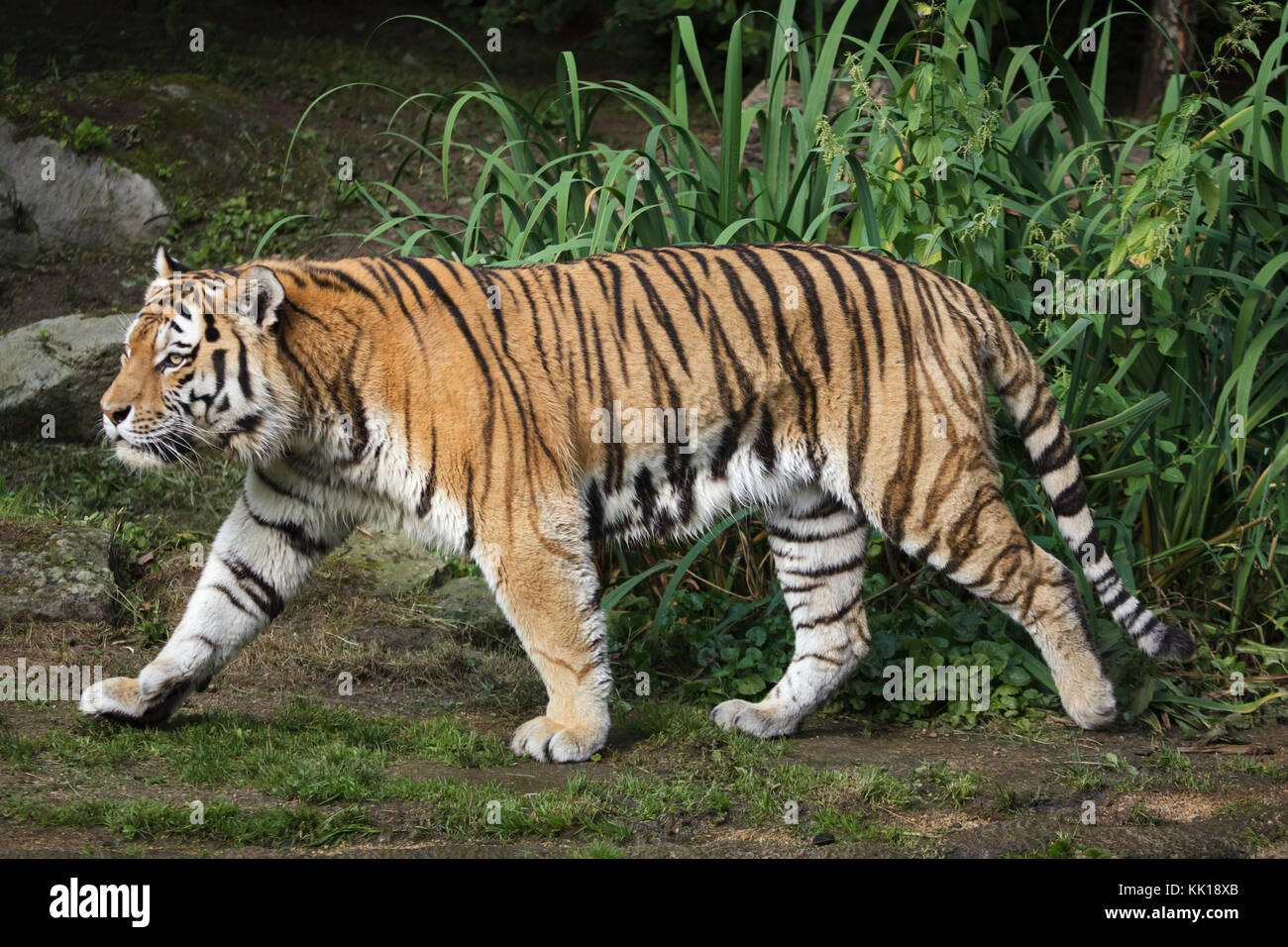 Siberian tiger (Panthera tigris altaica), also known as the Amur tiger. Stock Photo