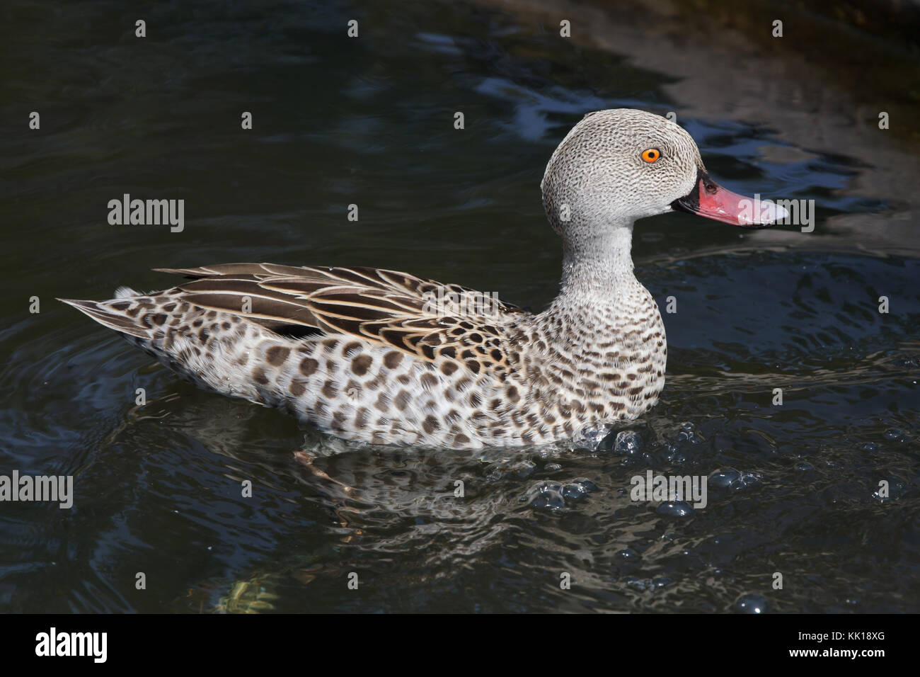 Cape teal (Anas capensis). Stock Photo
