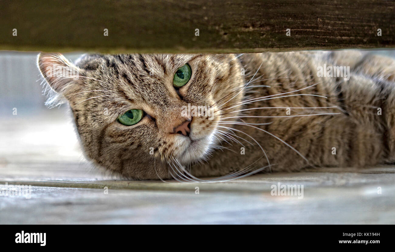 Cat on Porch Peeking Out Stock Photo