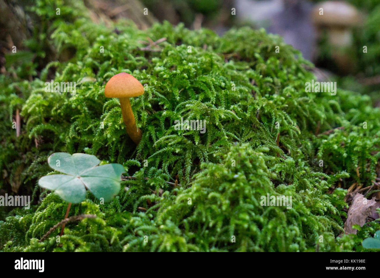 Tiny mushroom and clover growing amid moss Stock Photo