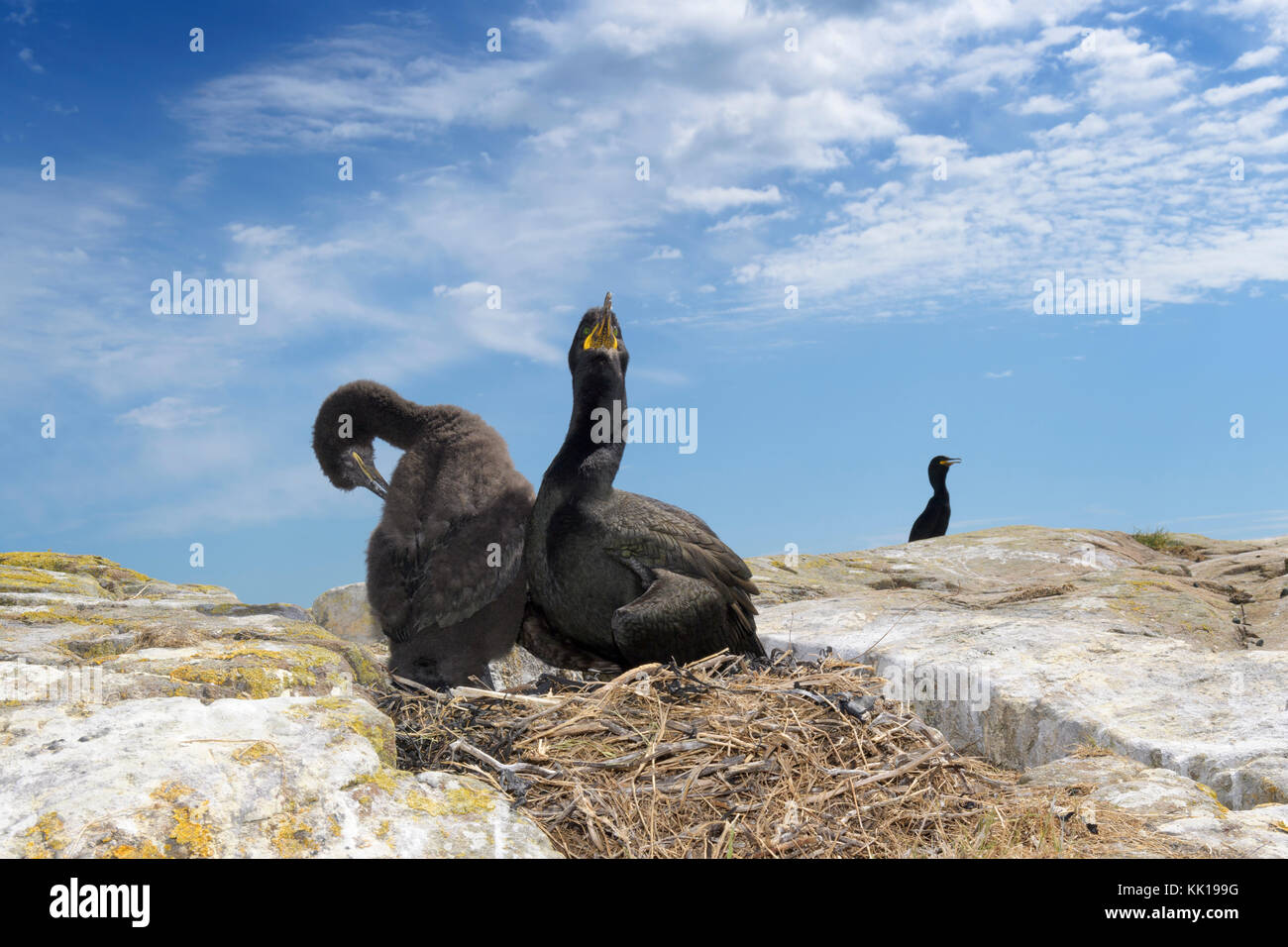 Wide angle shot of European shag (Phalaccrocorax Aristotelis) with chick at nest, Farne Islands, Northumberland, England, UK. Stock Photo