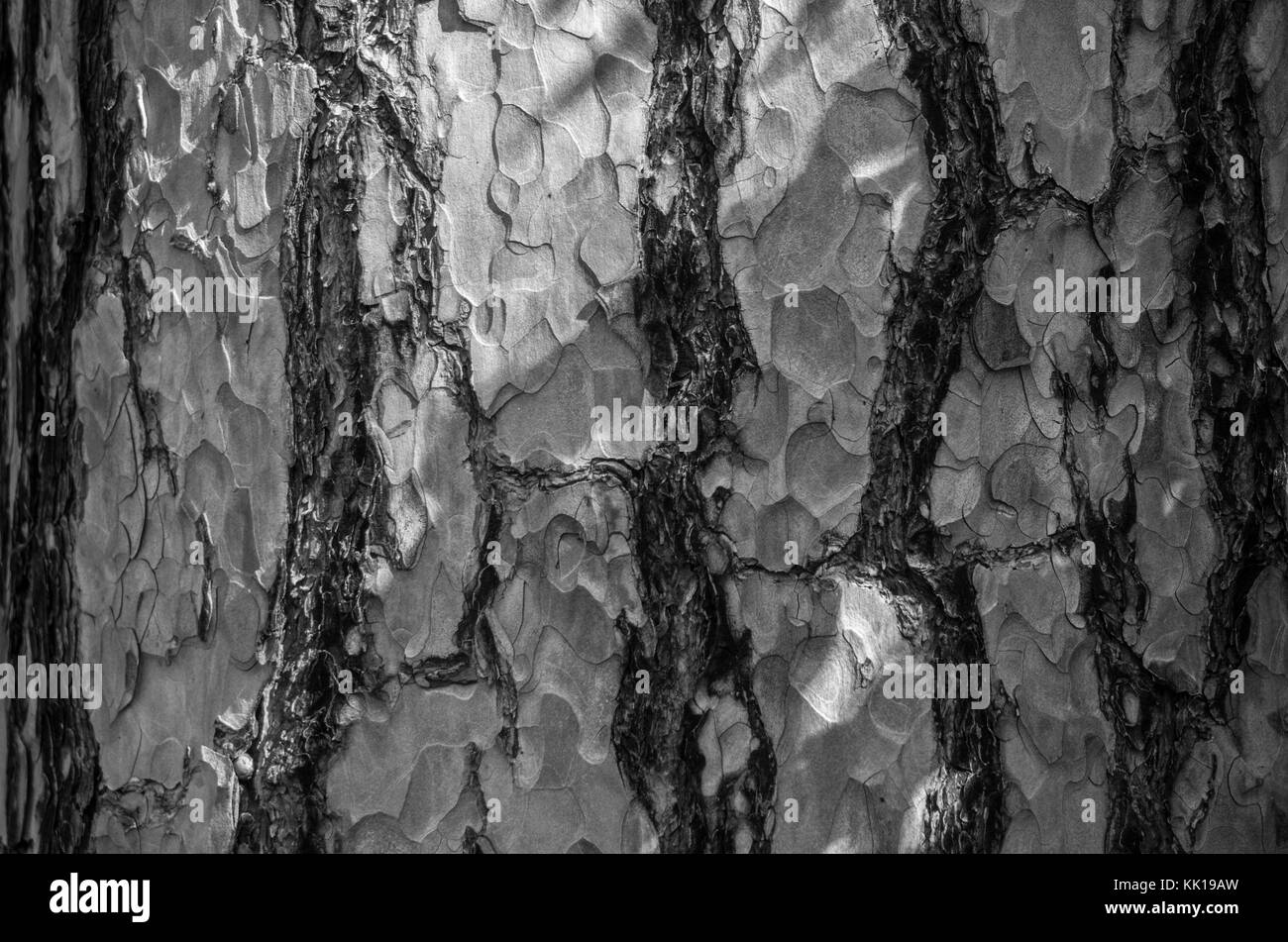 Pine tree bark desaturated (texture Stock Photo Alamy