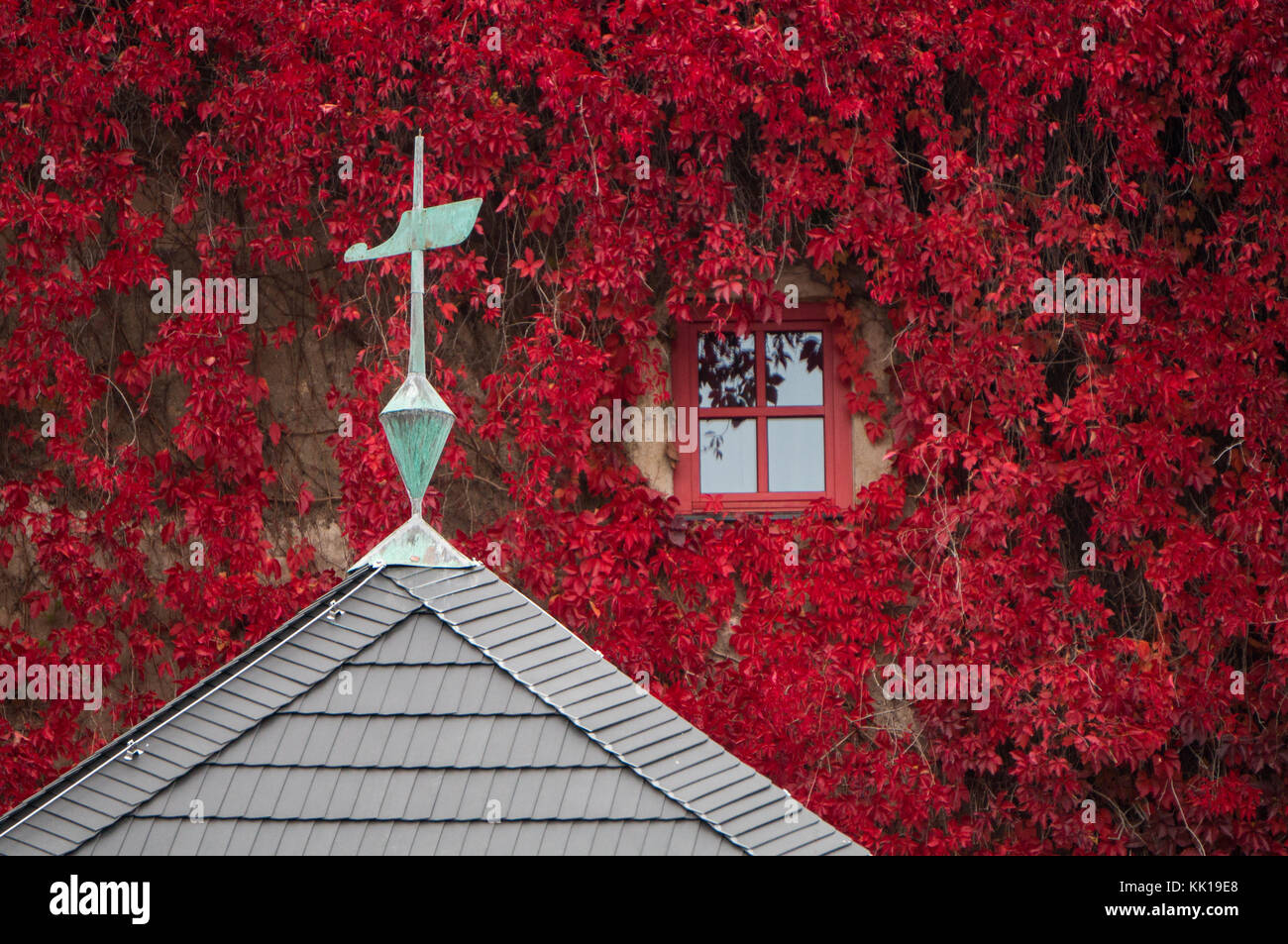 Window surrounded by red clinging vines (autumn color) Stock Photo