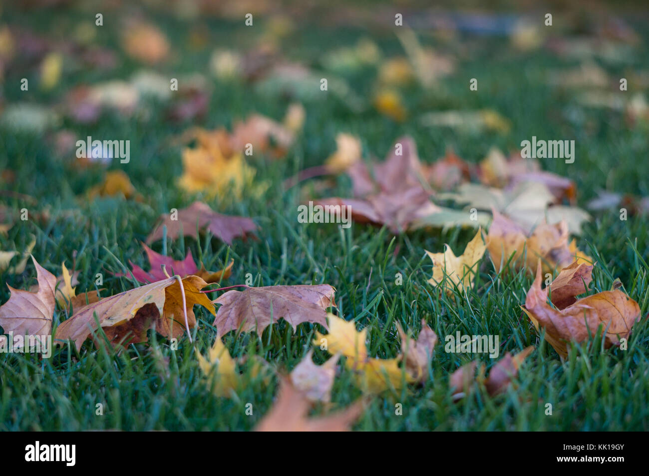 Fallen leaves on green grass Stock Photo - Alamy