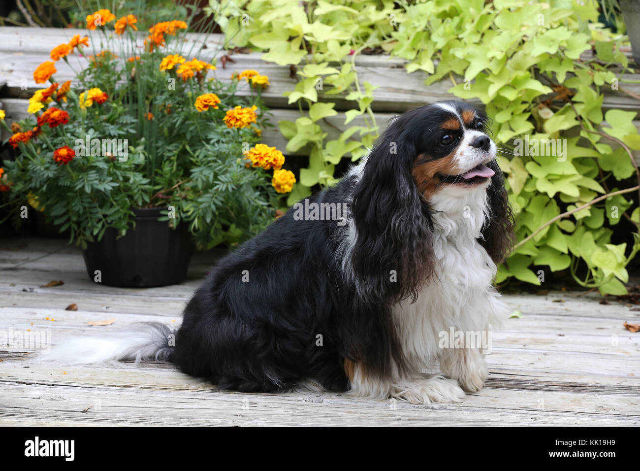 are english toy spaniel puppies lazy