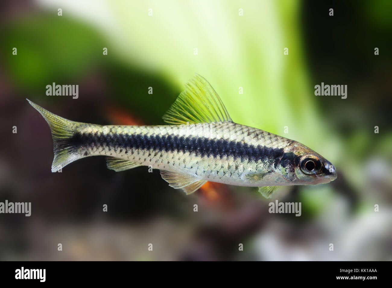 Crossocheilus siamensis Sae algae eater fish, freshwater tank landscape, close-up photo, selective focus Stock Photo