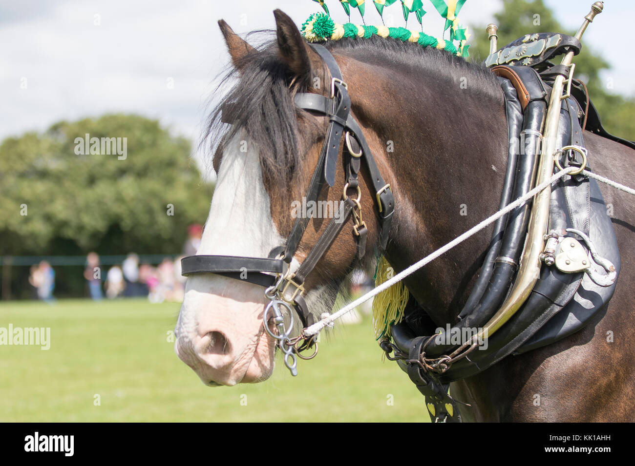 Heavy Horse Show Display Clydesdale Stock Photos & Heavy Horse Show