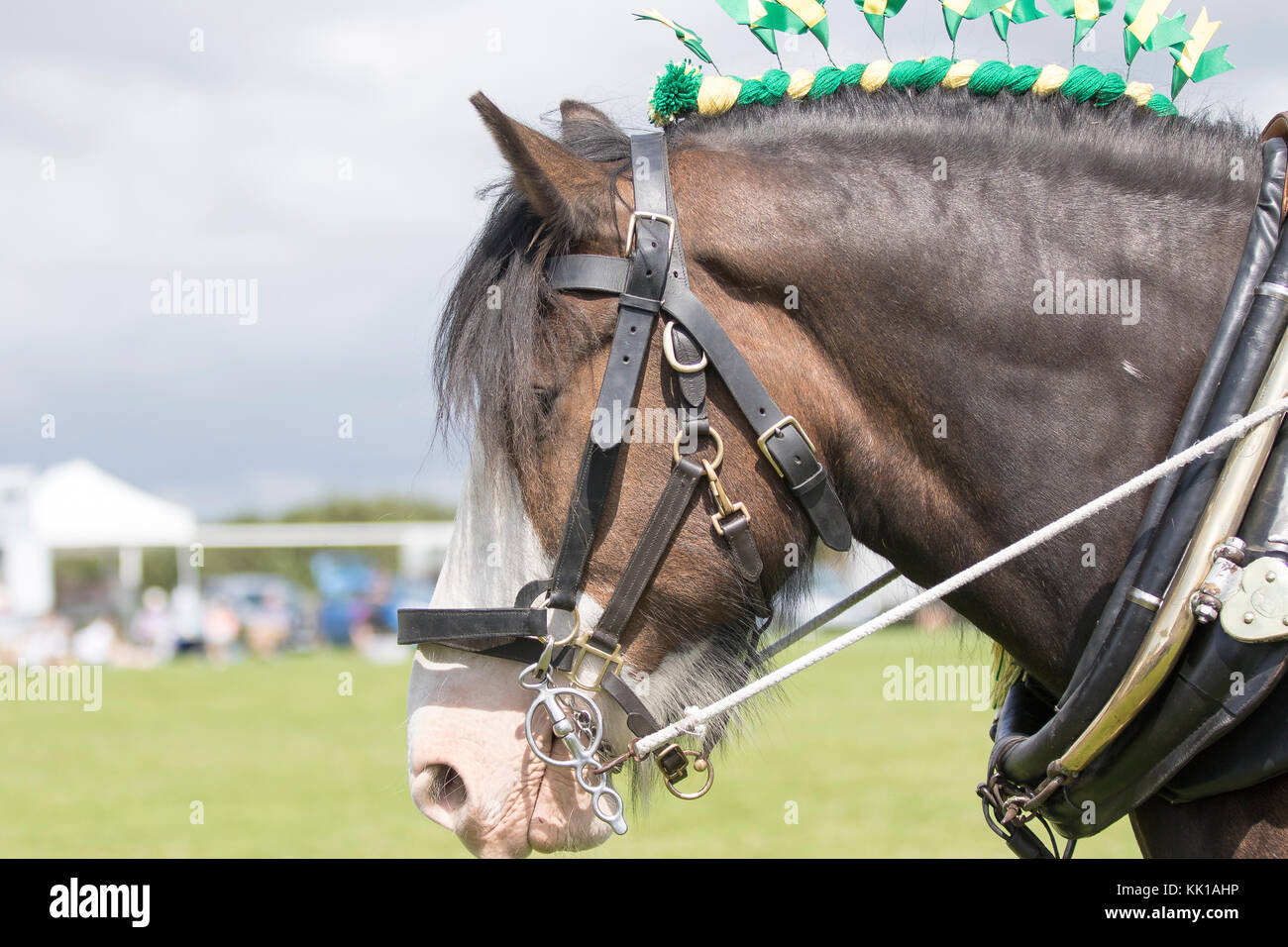 Shire Horse In Harness High Resolution Stock Photography and Images - Alamy