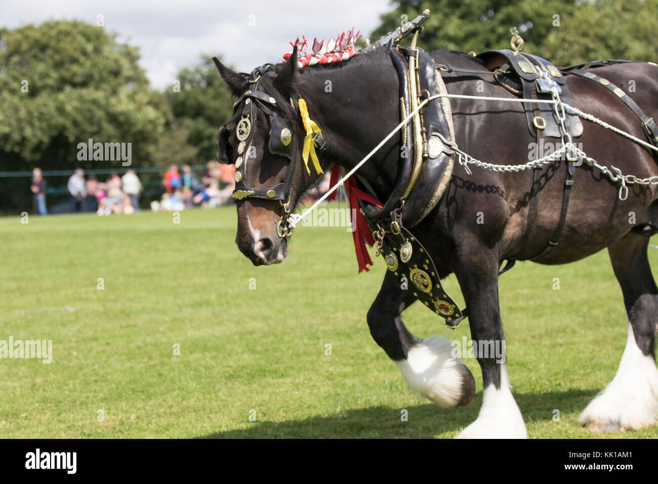 Shire Horse In Harness High Resolution Stock Photography and Images Alamy
