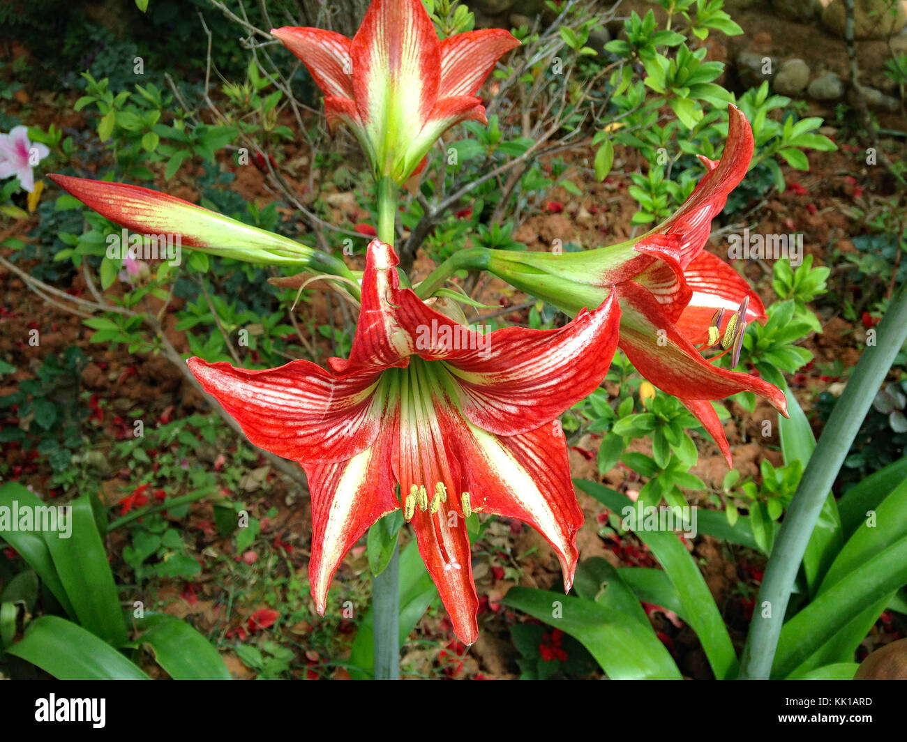 Montbretia plants hi-res stock photography and images - Alamy