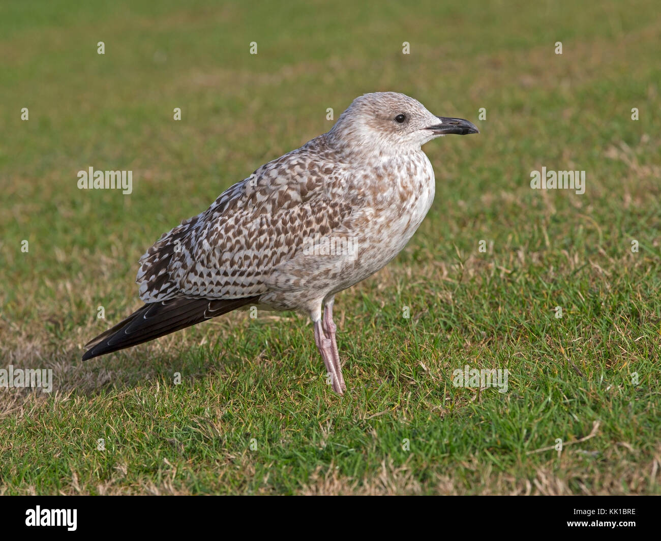 The european herring gull hi-res stock photography and images - Alamy