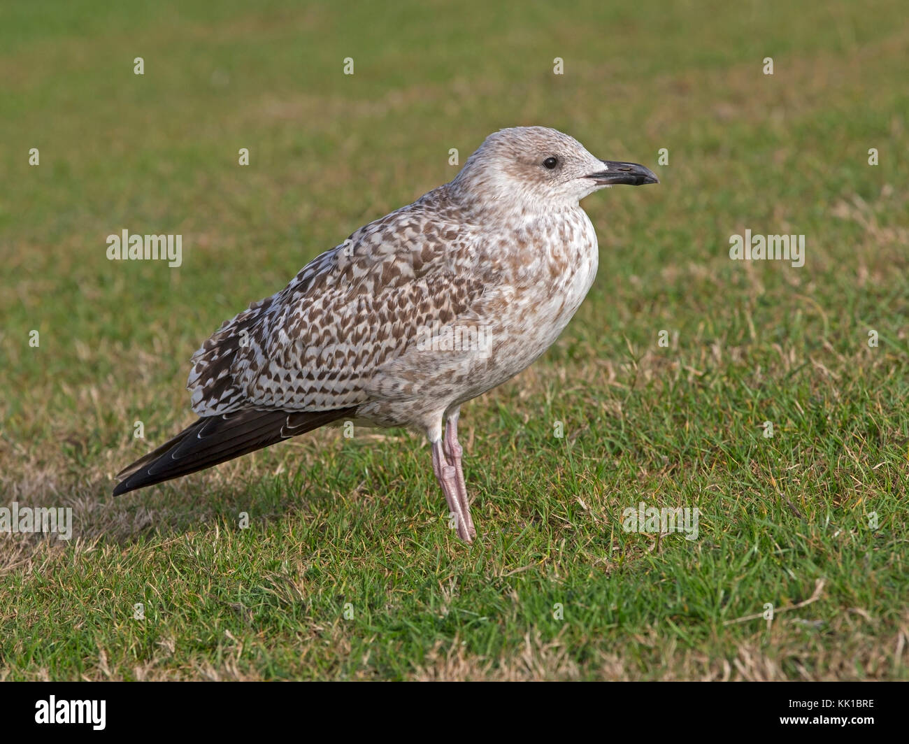 Juvenile European Herring Gull Standing Stock Photo Alamy Juvenile European Herring Gull Standing Stock Photo Alamy