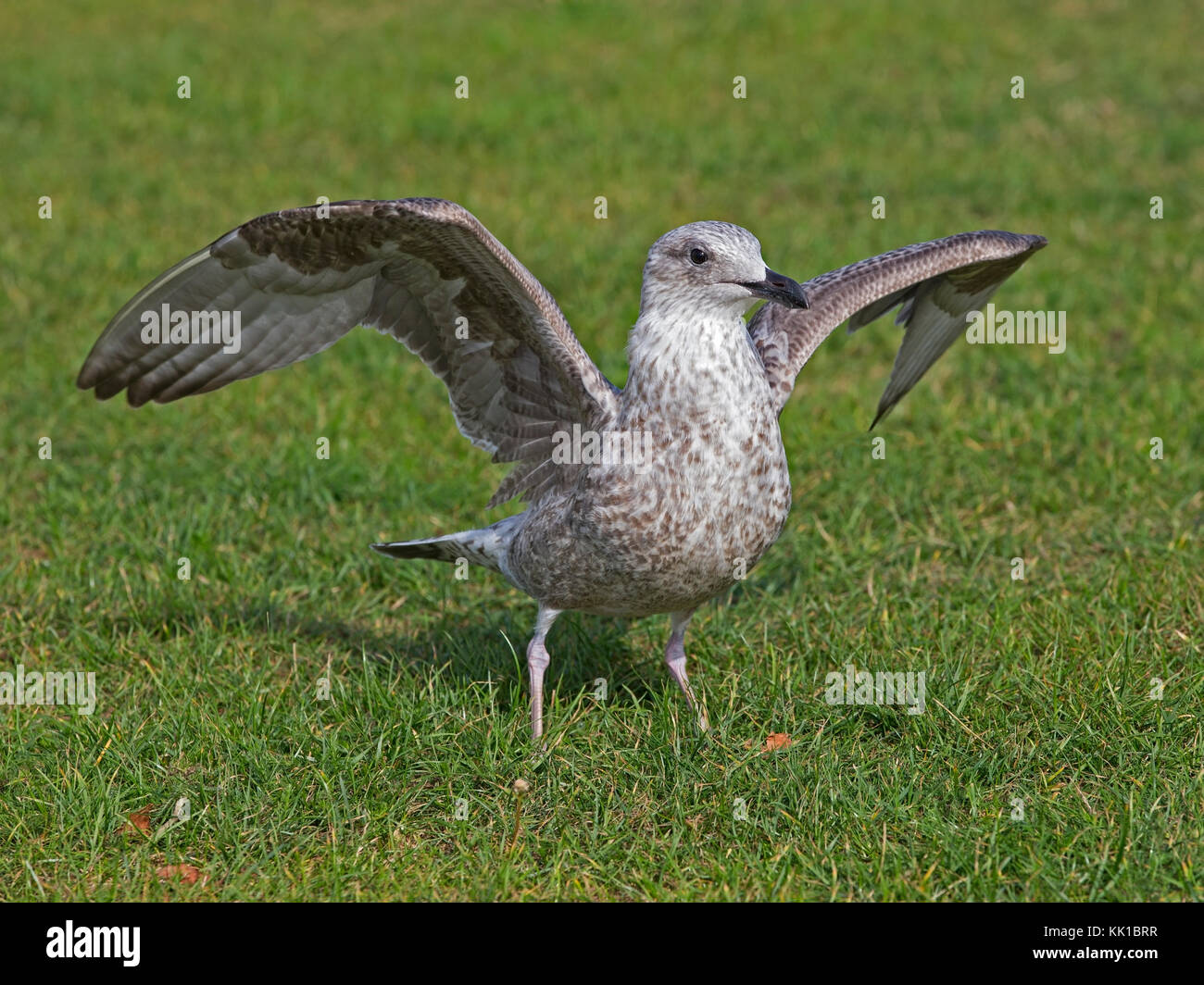 Juvenile European Herring Gull Standing With Wings Raised Stock Photo Juvenile European Herring Gull Standing With Wings Raised Stock Photo