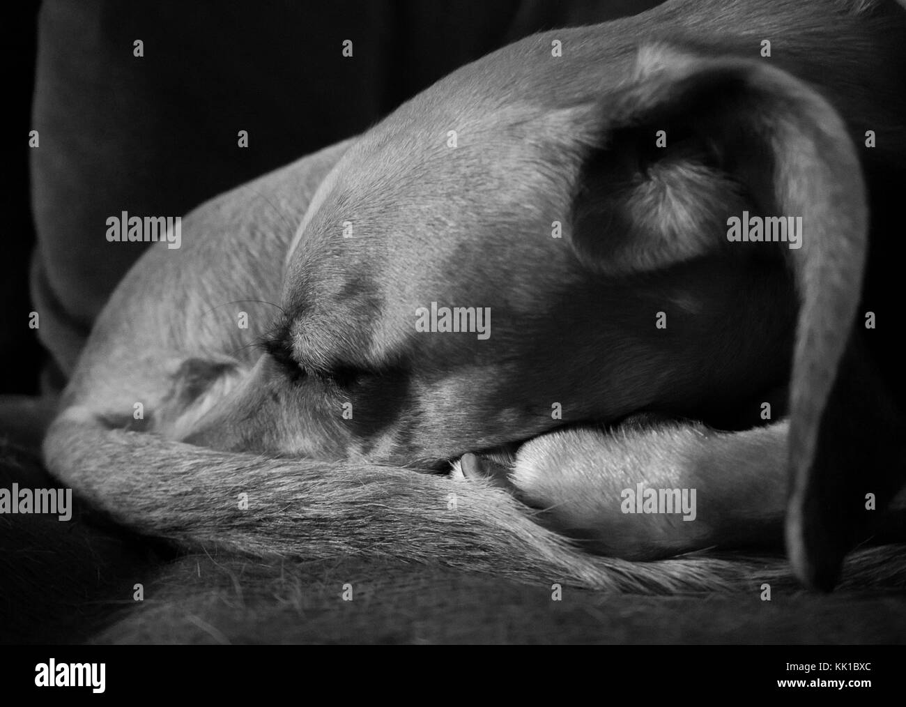 Close up of a sleeping dog's head in black and white Stock Photo