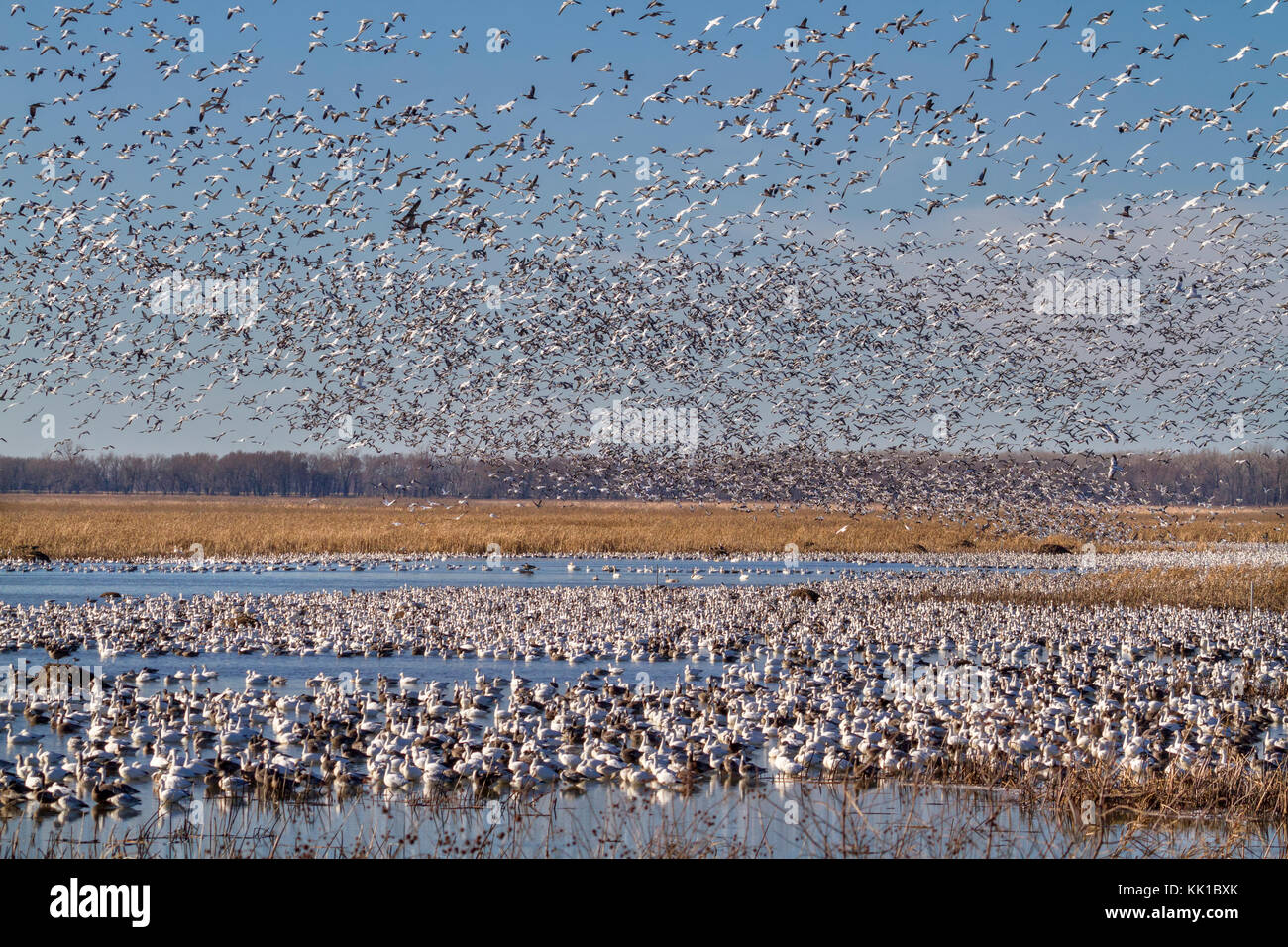 Snow geese fall migration Stock Photo