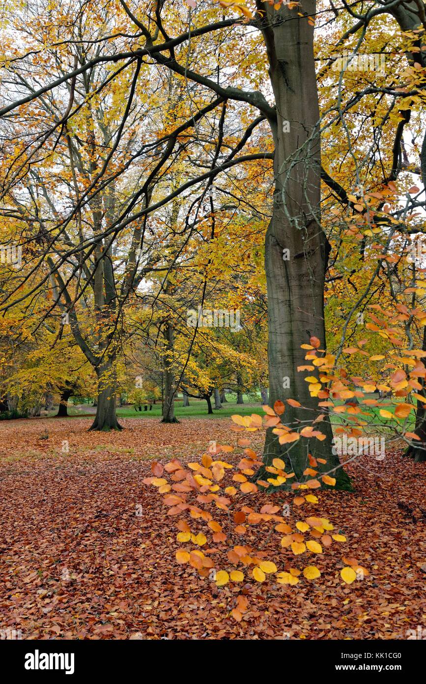 Autumn in Windsor Great Park Berkshire England UK Stock Photo Alamy