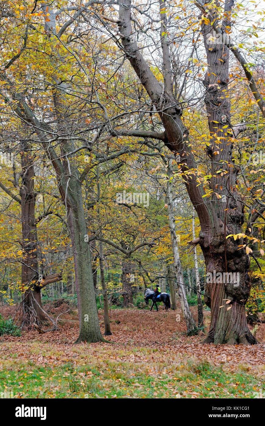 Autumn in Windsor Great Park Berkshire England UK Stock Photo Alamy