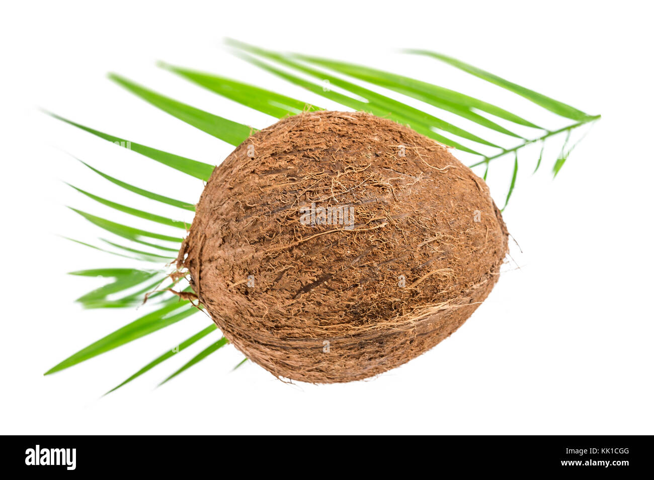 ripe tropical coconutson a palm leaf against white background. Stock Photo