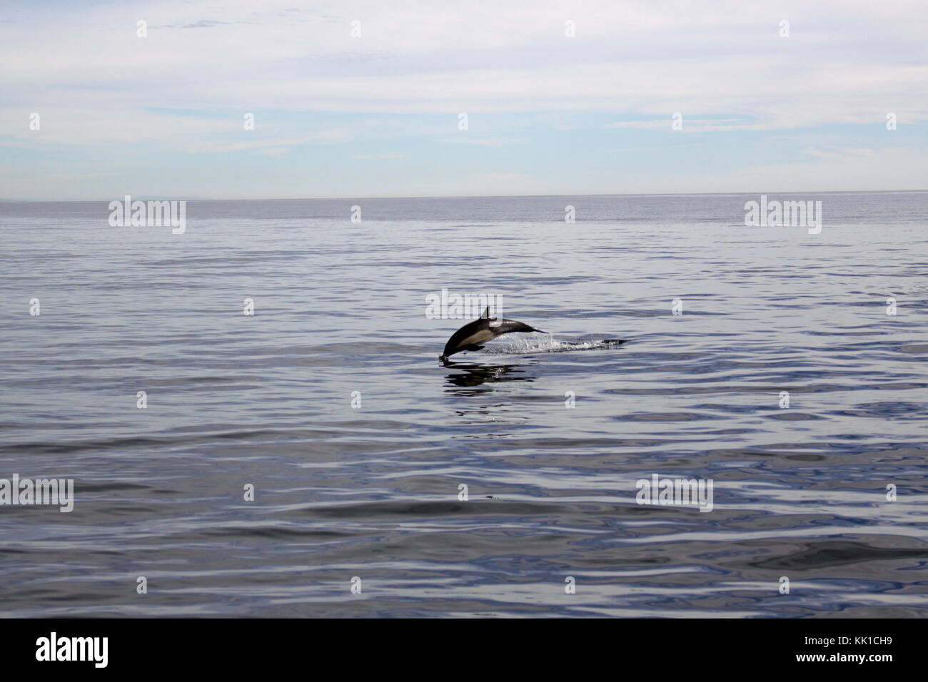 Common Dolphin jumps with glee in Newport, CA. Stock Photo