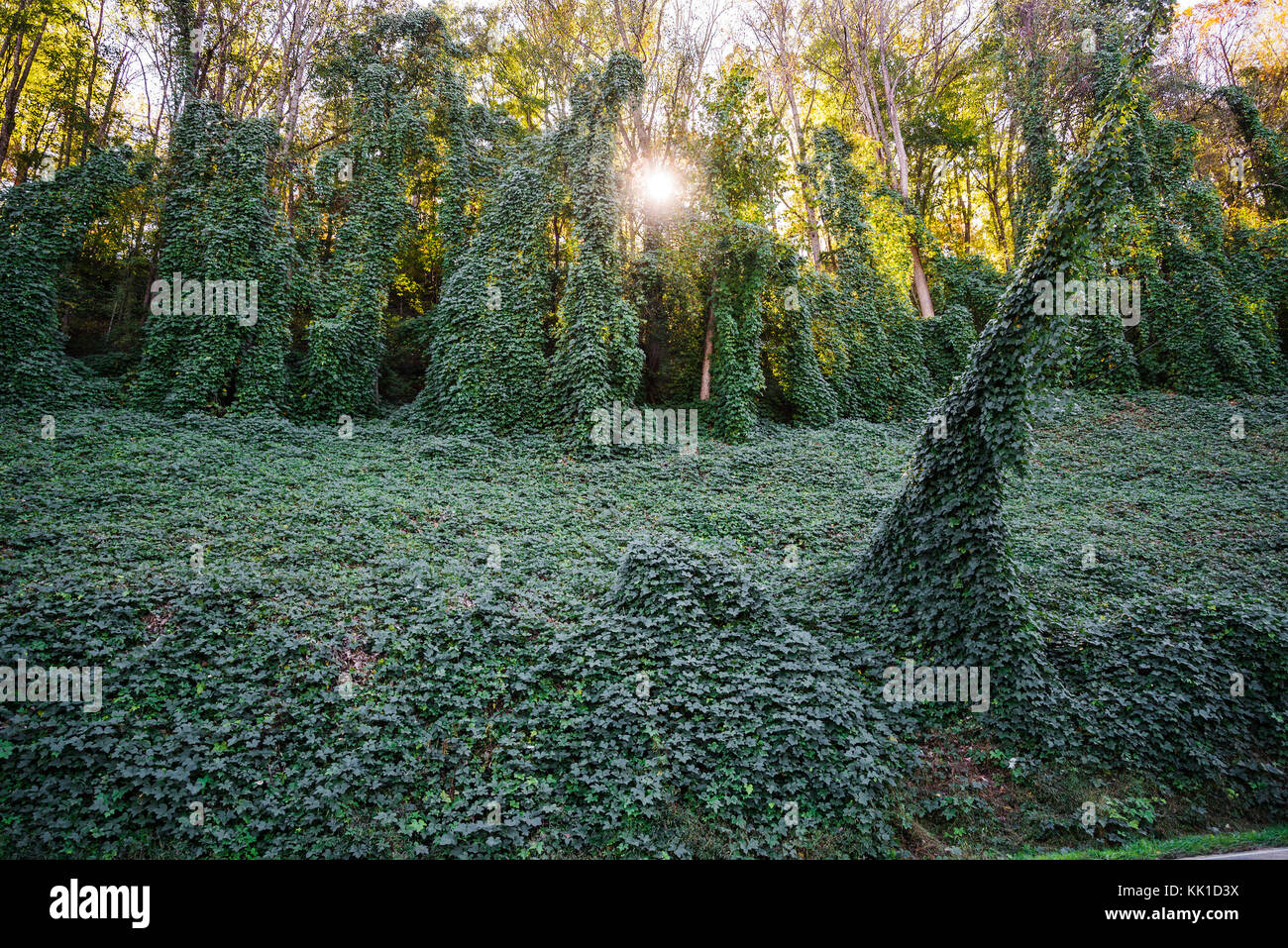 Invasive Kudzu vine invades the Great Smoky Mountains National Park, in North Carolina. Stock Photo