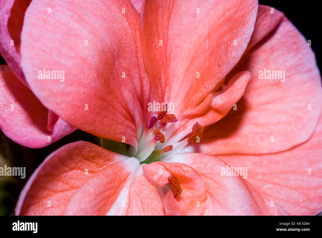 close-up view, red geranium Stock Photo