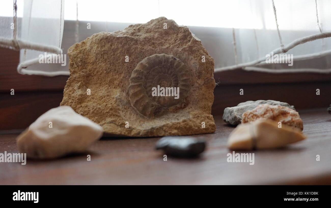 rocks, minerals and a fossil as decorations on a wooden window sill ...