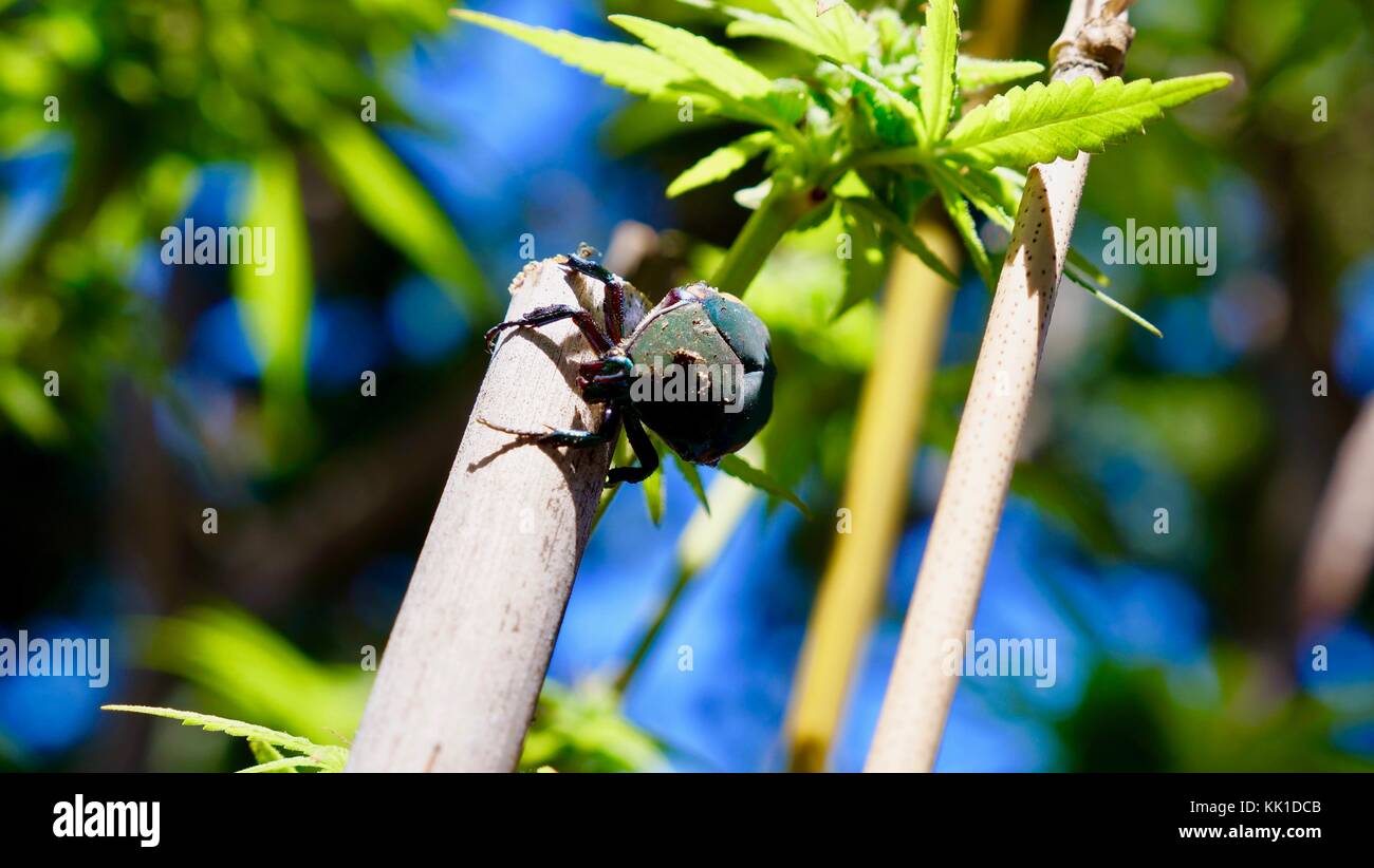 green fig beetle Stock Photo Alamy