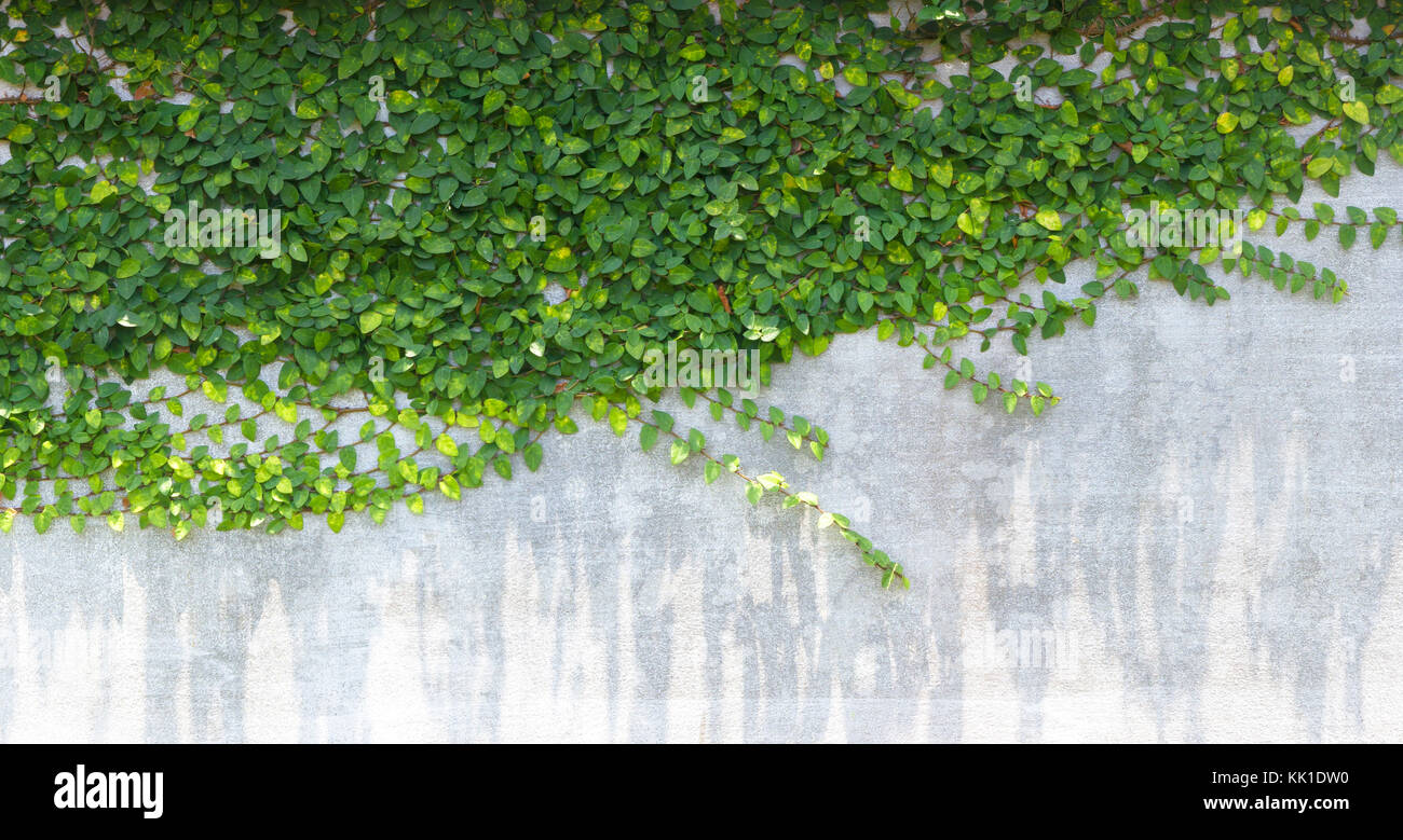 The Green Creeper Plant on the Wall Stock Photo Alamy