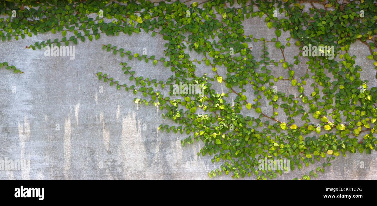The Green Creeper Plant on the Wall Stock Photo Alamy