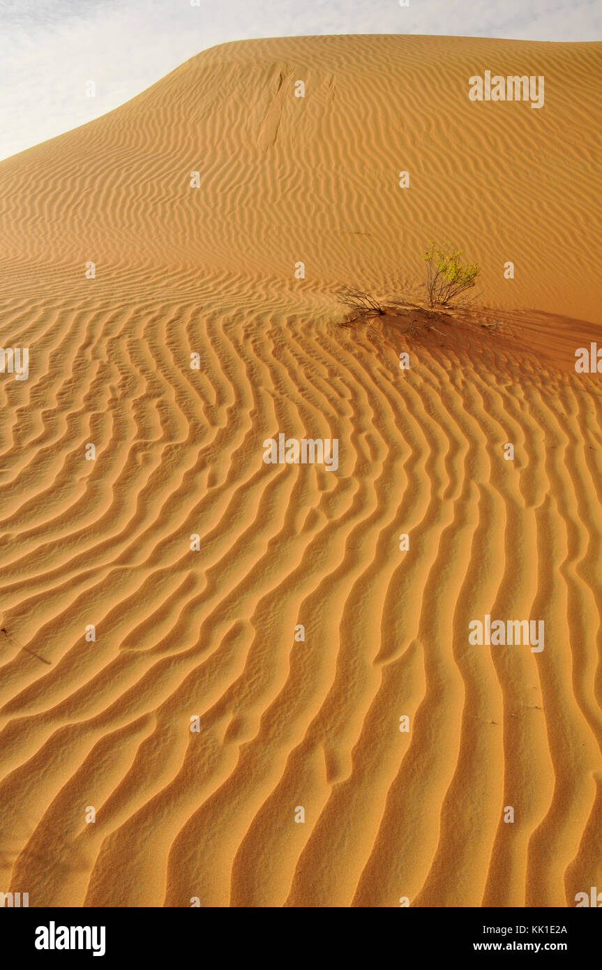 Slingwind Arabian Sand main image 1