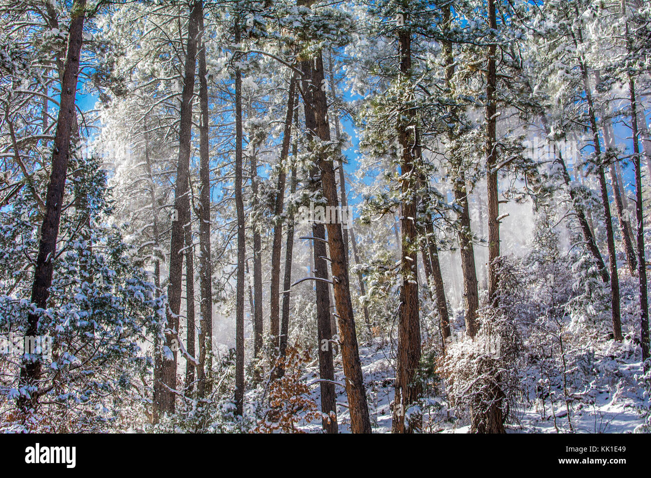 Snow shower on ponderosa pine trees, pinus ponderosa under a blue sky in Lincoln National Forest, New Mexico, USA. Stock Photo