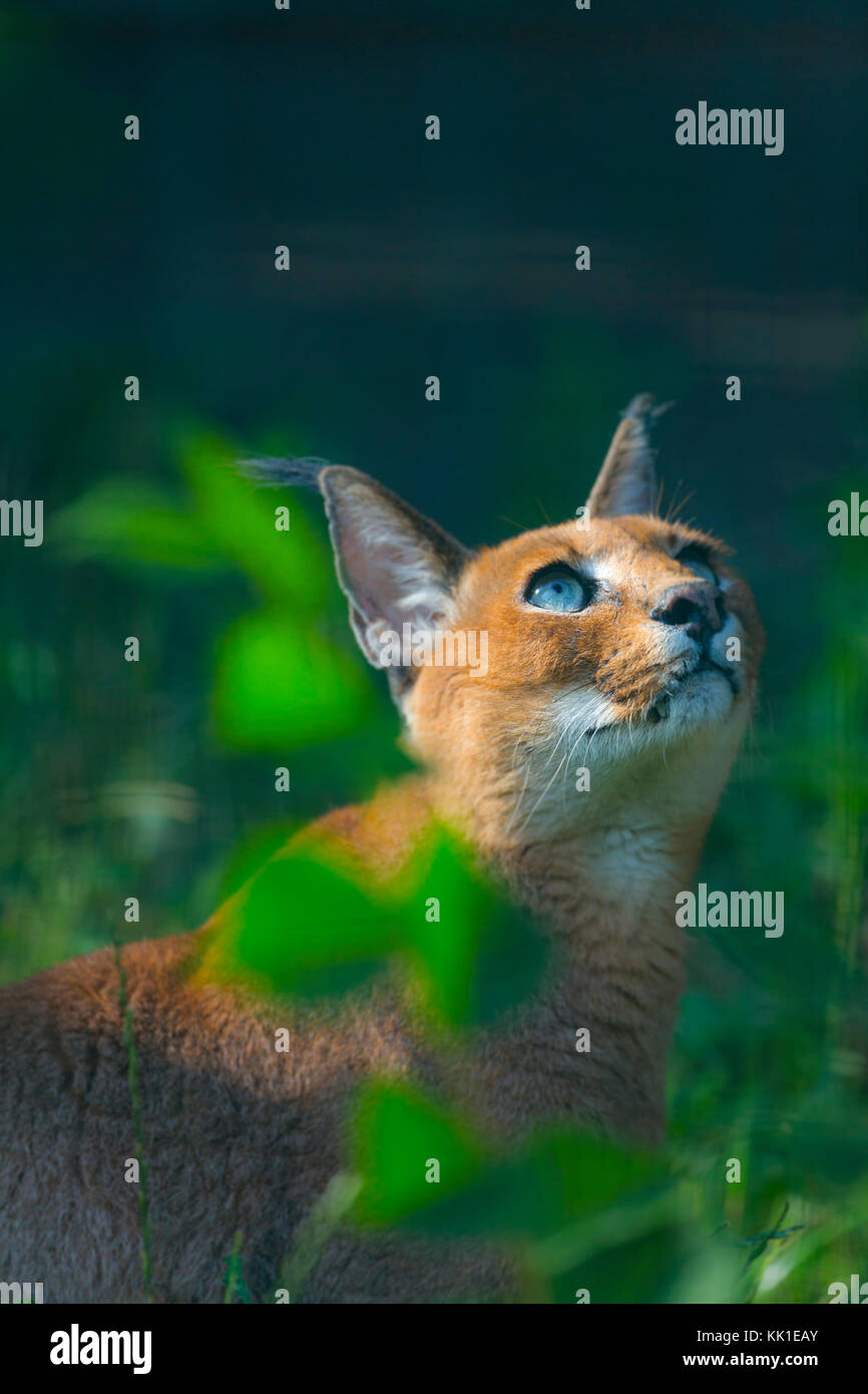 CARACAL (Caracal caracal Stock Photo - Alamy