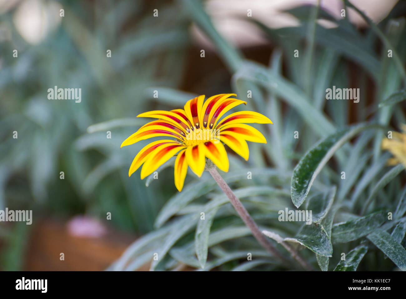 Yellow Red Striped Gerber Daisy Flower Stock Photo