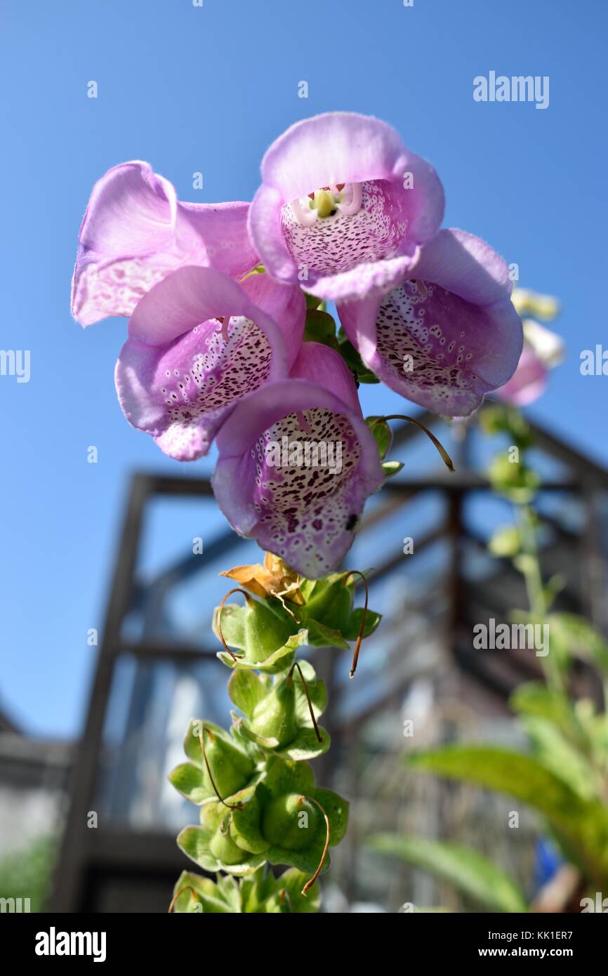 Close up of a foxglove in country garden with wooden greenhouse in background Stock Photo