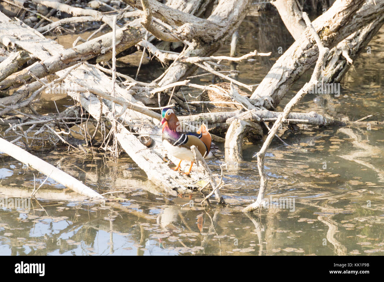 Mandarin duck close up from Sile river natural park. Italian wildlife ...