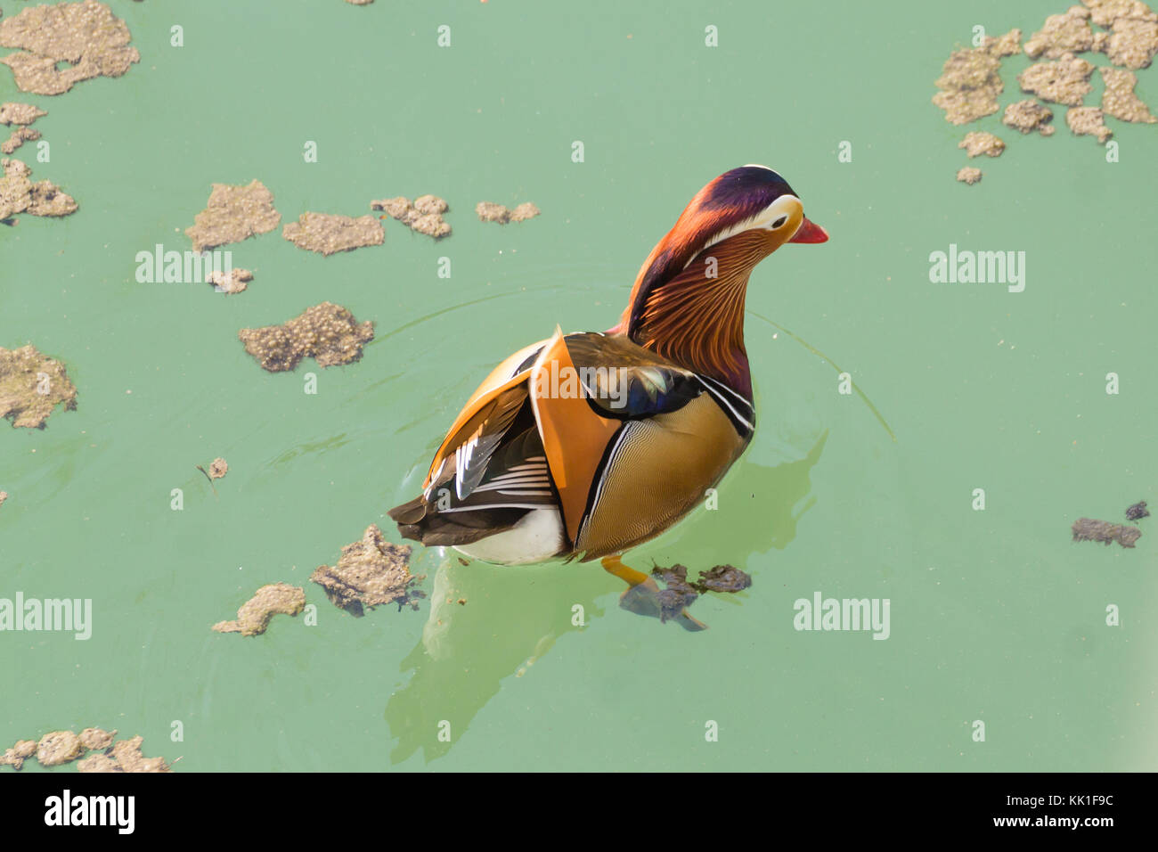 Mandarin duck close up from Sile river natural park. Italian wildlife ...
