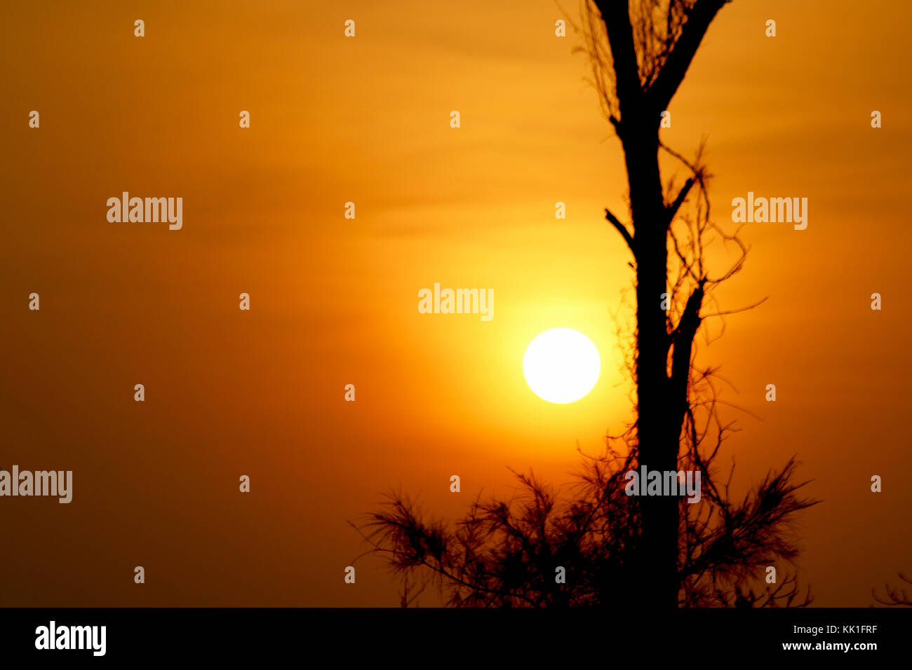 sunset set view with tree and golden background Stock Photo - Alamy