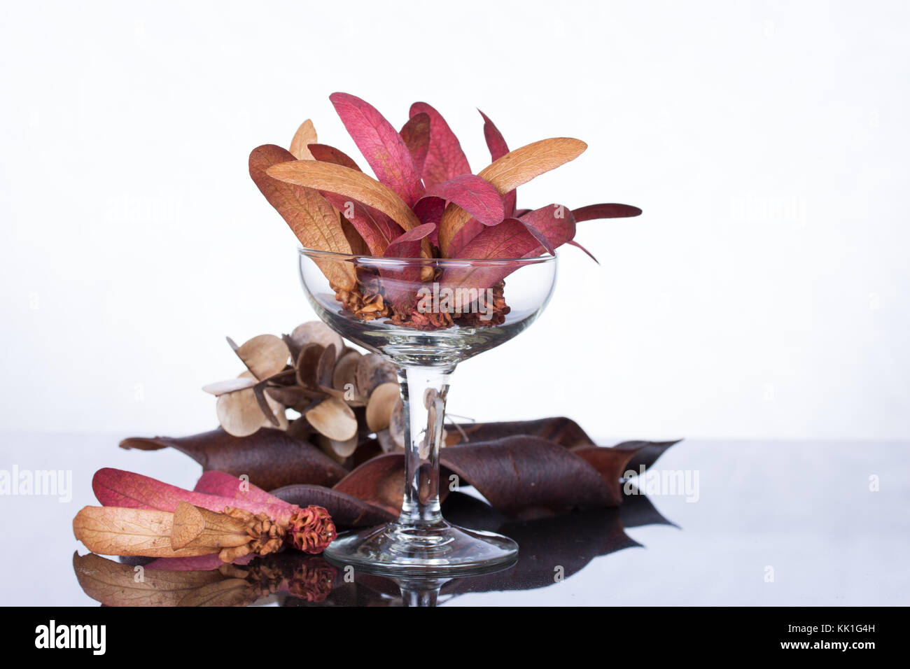 Dipterocarpus intricatus in wine glass Stock Photo