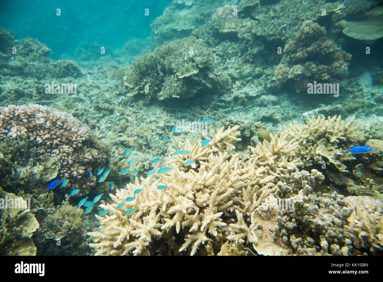 Green chromis, blue devil damselfish and angelfish in the Great Astrolabe Reef in the Pacific Ocean waters off the coast of Dravuni Island, Fiji Stock Photo