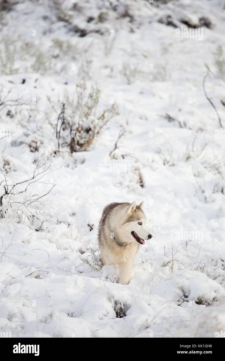 Husky dog stands on the snow winter mood Stock Photo - Alamy