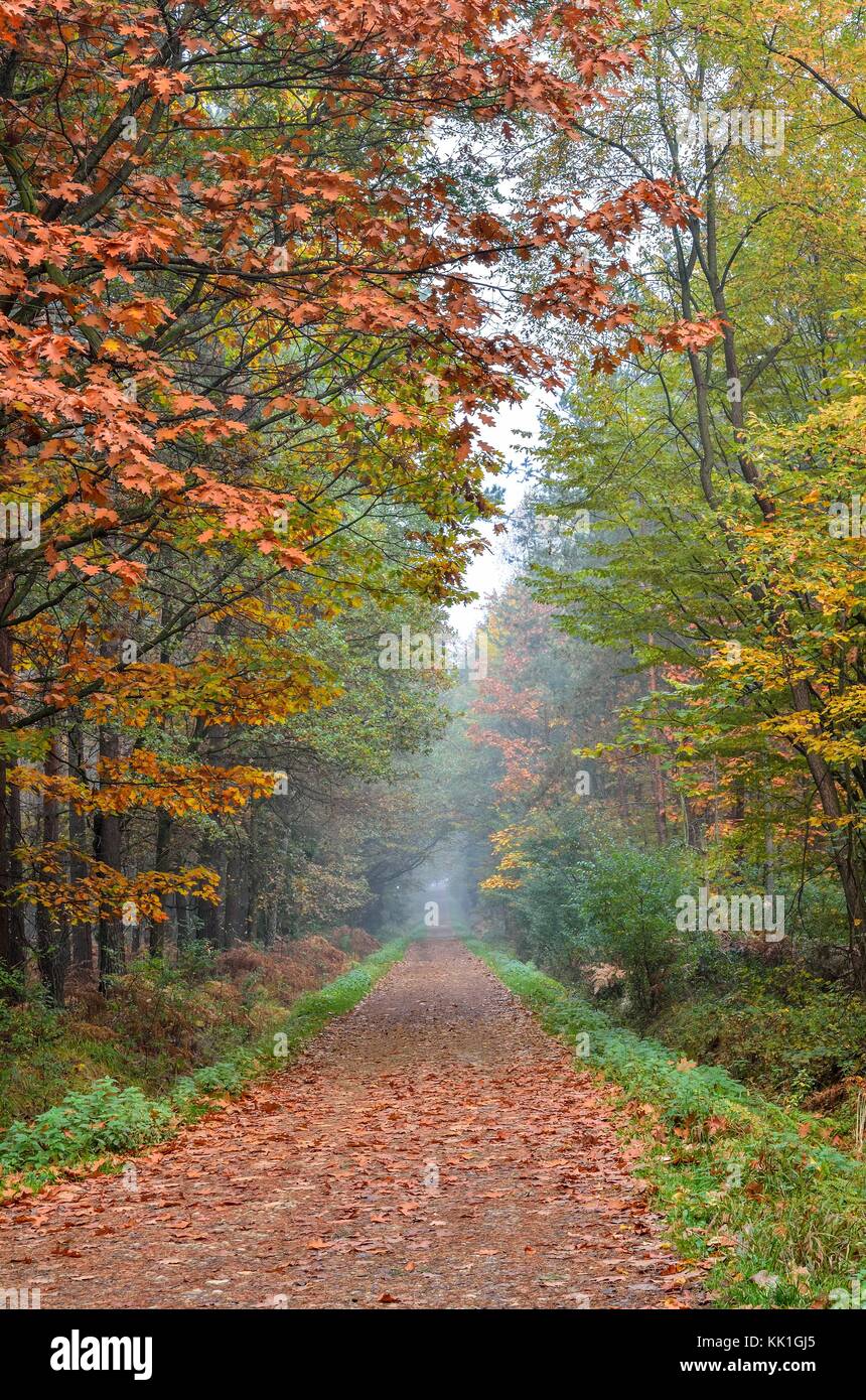 Beautiful autumn landscape. Road with colorful trees in the forest. Stock Photo