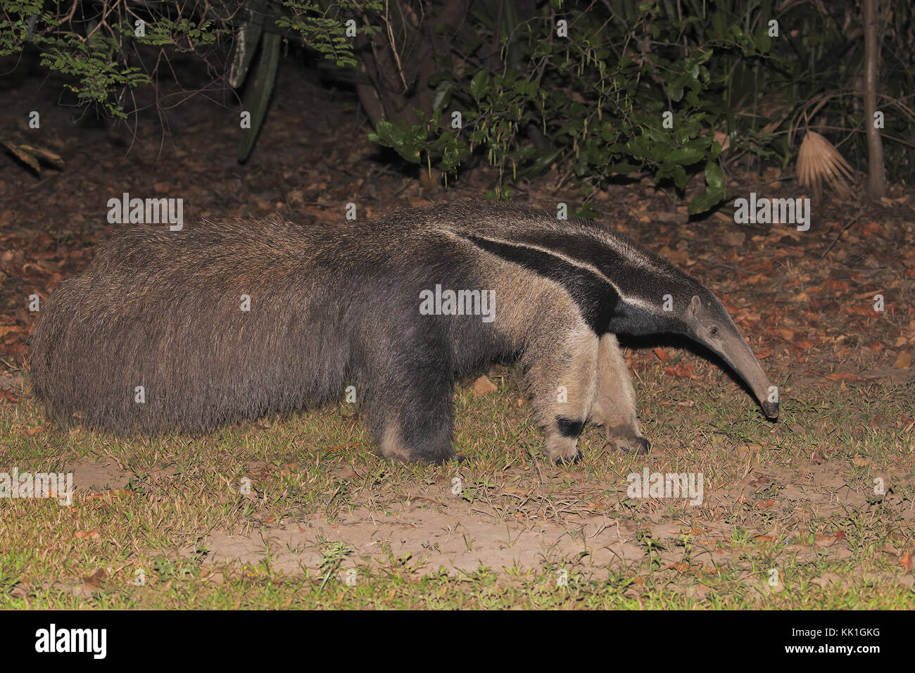 Giant anteater Stock Photo