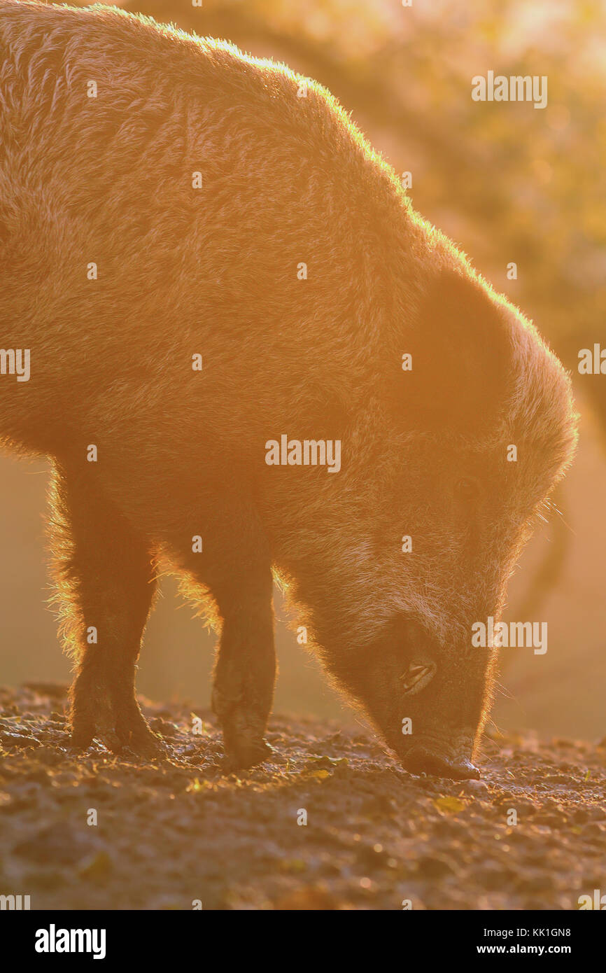 closeup of large wild boar at dawn ( Sus scrofa ) Stock Photo