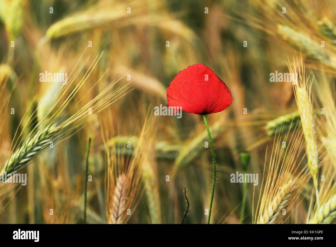 colorful wild poppy growing in wheat field ( Papaver rhoeas ) Stock Photo