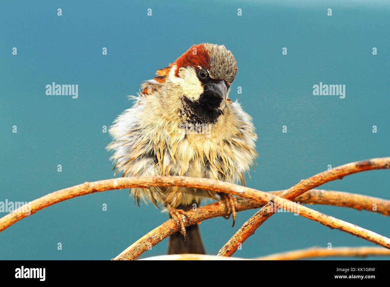 cute house sparrow male perched on twig ( Passer domesticus ) Stock Photo