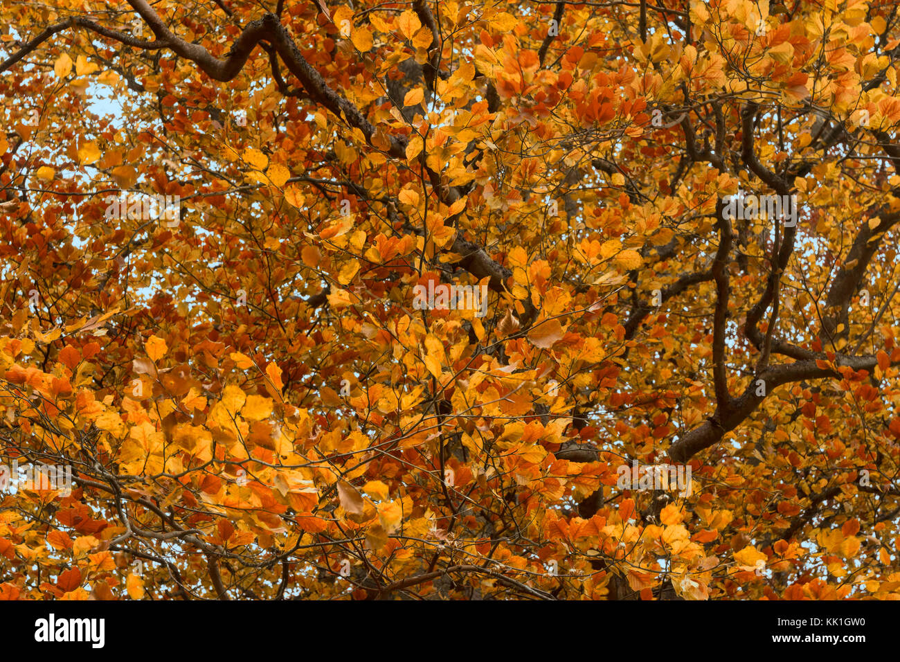 Yellow, orange and golden leaves of Beech trees in autumn Stock Photo