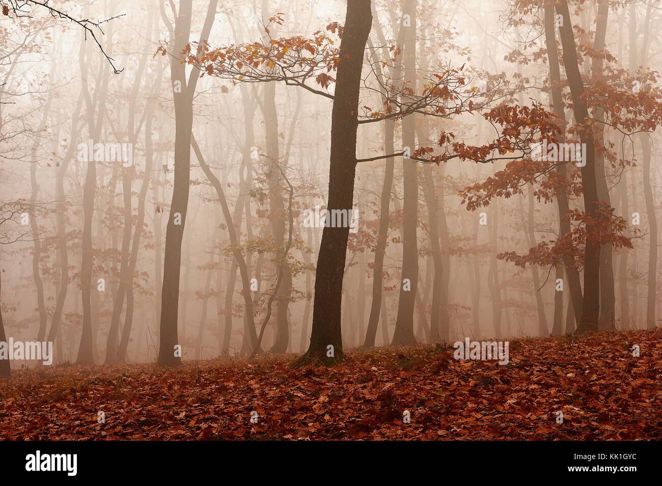 fog through the forest in a late autumn morning Stock Photo