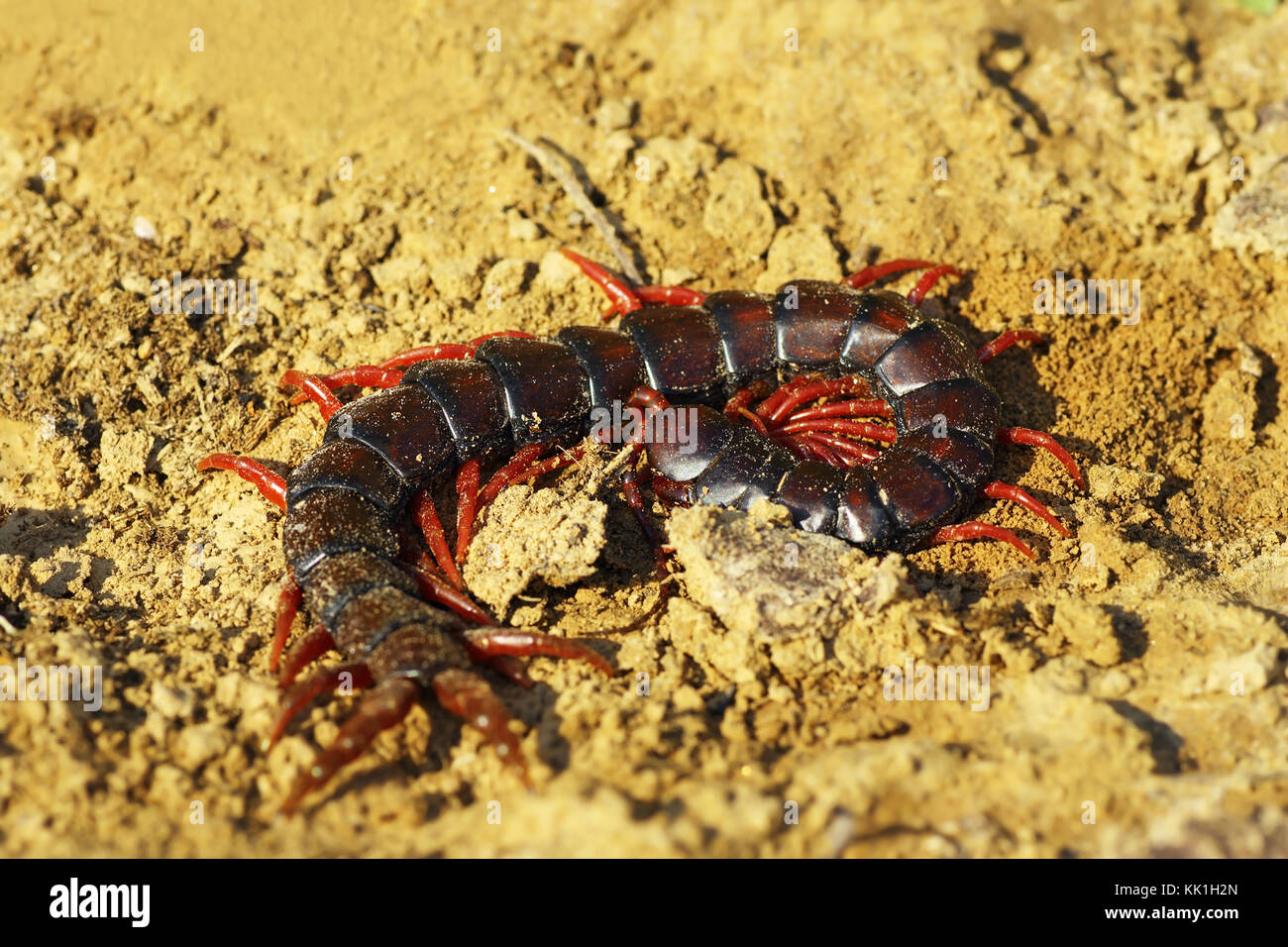 megarian banded centiped on the ground ( Scolopendra cingulata ) Stock Photo