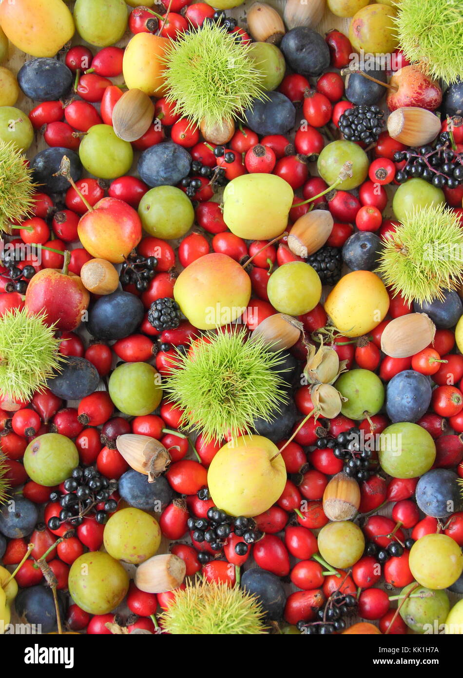 Collage hedgerow fruits, nuts and berries in autumn: sweet chestnuts, rosehips, elderberries, crab apples, cobnuts, plums and sloes . UK Stock Photo