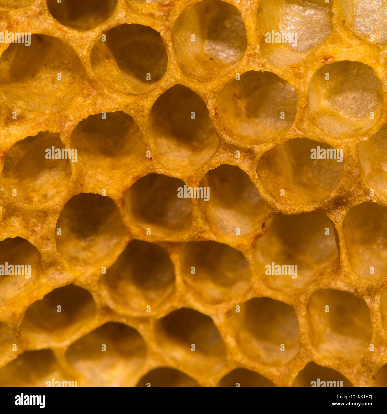 Detail of honey comb showing empty cells. Hexagonal structure within bee hive of European honey bee (Apis mellifera), in the family Apidae Stock Photo